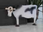 Mr. Cow