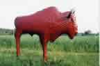 Buffalo 034
