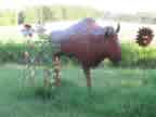 Buffalo 035