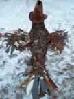 Cow Bird Back