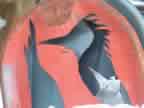 Cutout J
