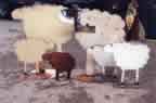 Flock 2D Sheep