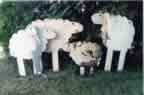 Flock of 2D Sheep 0328