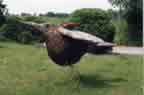Giant Riding Bird