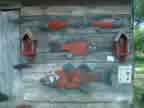Hanging Fish Bass