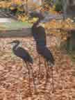 Heron Family