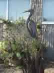 Heron in Reeds 87