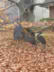 Herons