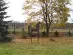 Horse 3D 24