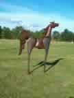 Horse 3D 031