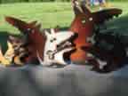 Junk Yard Dogs 0154