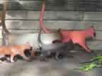 Lots of Walking Cats