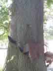 Maple Key on Oak