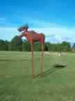 Moose 17