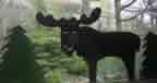 Moose in the Pines