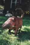 Pig Dog