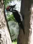 Pileated 80