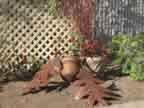 Pine Cone 0108