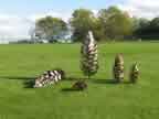 Pine Cone Group