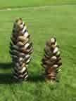 Pine Cones 0120
