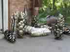 Pine Cones 0121