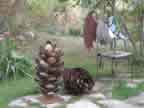 Pine Cones and Devil Chair