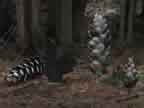 Pine Cones in Forest