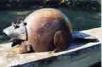 Propane Beaver