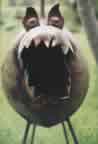 Propane Dog in your Face