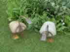 Propane Geese