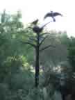 Raven Tree 0138