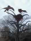 Raven Tree 0139