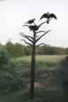 Raven Tree in Spring