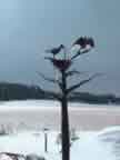 Raven Tree in Winter