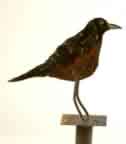 Robin
