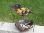 Scrap Bird in Nest 102