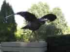 Scrap Crow