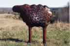 Sheep 3D 070